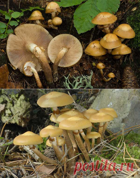 Опенок летний: описание и места распространения, фото