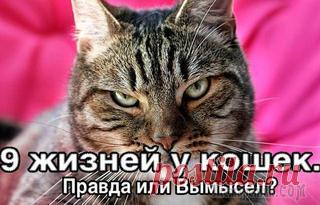 9 жизней у кошек. Правда или Вымысел?