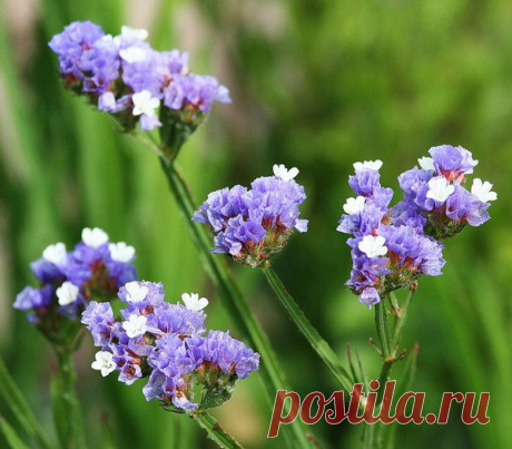 Цветы | Фотографии сергей ефременко | 9668 фото