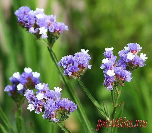 Цветы | Фотографии сергей ефременко | 9668 фото