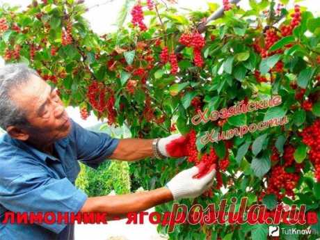 Лимонник- ягода пяти вкусов