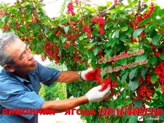 Лимонник- ягода пяти вкусов