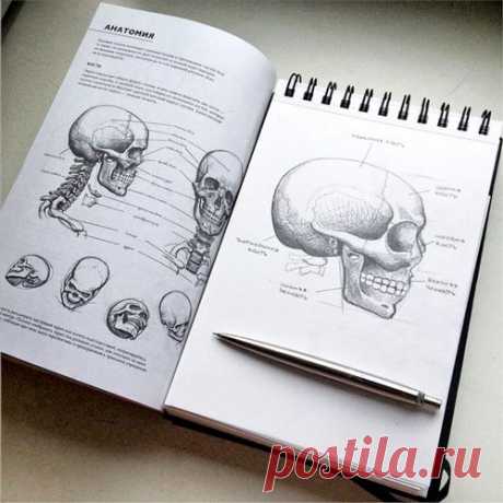 Уроки рисования от известного художника. Для правильной передачи внешних форм художнику важно не только наблюдать за живой моделью, но и обладать минимальными знаниями об анатомии человеческого тела, в строении которого выделяют скелет, суставы, мышечную массу и кожный покров.