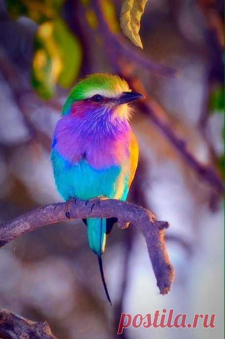 Пин от пользователя Hilly van den Oort на доске ♥ The Beauty of Birds ♥