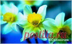 Вредители цветов » Селяночка - портал для фермеров, сельское хозяйство, животноводство, птицеводство, пчеловодство, земледелие, рыбоводство, грибоводство, форум фермеров