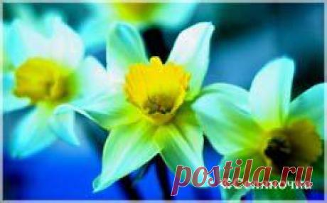 Вредители цветов » Селяночка - портал для фермеров, сельское хозяйство, животноводство, птицеводство, пчеловодство, земледелие, рыбоводство, грибоводство, форум фермеров