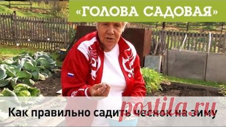 Голова садовая - Как правильно садить чеснок на зиму