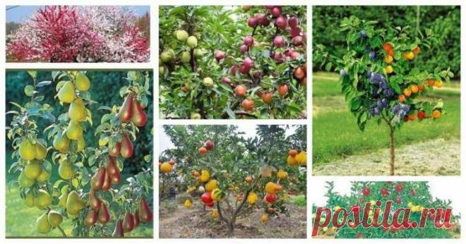 Деревья Франкенштейна Пост познавательный для тех, кто не знал, что существует в садоводстве такое понятие, как дерево-сад — дерево, на котором могут расти сразу несколько сортов фруктов, а то и просто разные фрукты разных видов. Если понравится, можно сделать серию разных интересных вещей под названием «Теперь вы знаете больше».