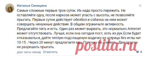 = Собаки ЧИХУАХУА =