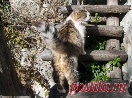 Ступенька за ступенькой...