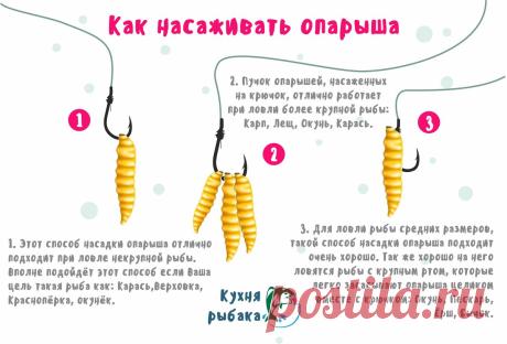 Как обеспечить себя постоянной наживкой | Кухня рыбака | Яндекс Дзен