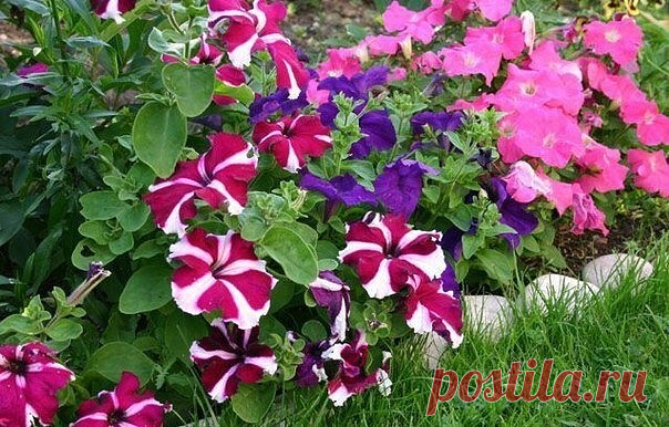 Как прищипывать петунию, чтобы она красиво цвела...

Чтобы петуния радовала вас пышным цветом, за ней нужно правильно ухаживать. Не забудьте своевременно прищипывать и удалять ее верхние отросшие побеги. Если растение не корректировать, то оно не будет куститься, уйдет полностью в рост, а это испортит его внешний вид.

Начинайте прищипывать петунию, когда растение «пойдет в стебель» (то есть начнет стремительно расти вверх). Отсчитайте от низа стебля 3-5 листочка и отщипни...
