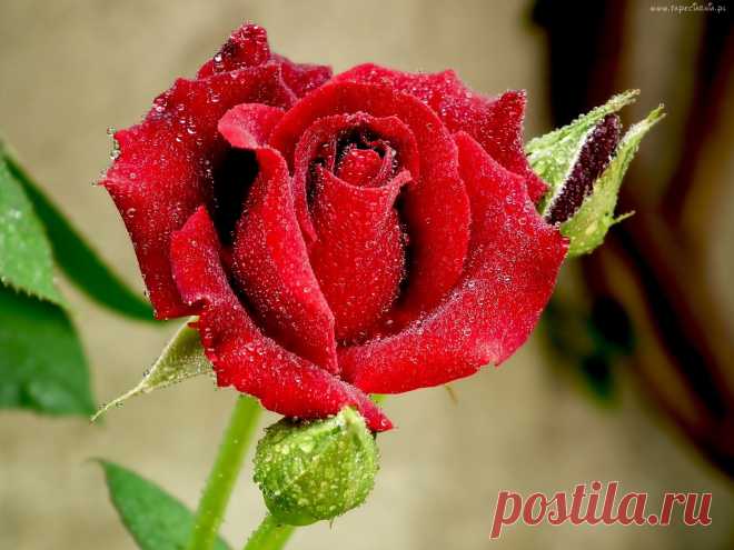 236003_czerwona_roza_krople_rosy.jpg (2048×1536)