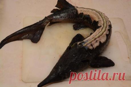 Как чистить осетра, стерлядь и других осетровых рыб - Рецепты от друзей - фото