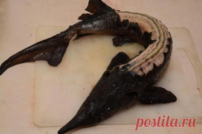Как чистить осетра, стерлядь и других осетровых рыб - Рецепты от друзей - фото
