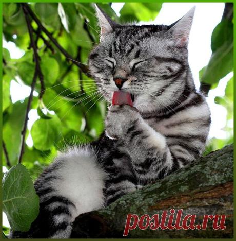 Красота снаружи - проблема внутри! (ценные советы для любителей кошек) - Домашние любимцы - Женский Мир