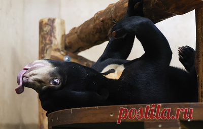 В Московском зоопарке увеличили время работы экспозиции с малайскими медвежатами. Решение приняли после того, как животные подросли, окрепли и научились безопасному взаимодействию друг с другом и посетителями