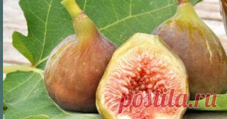 Сироп от кашля из инжира