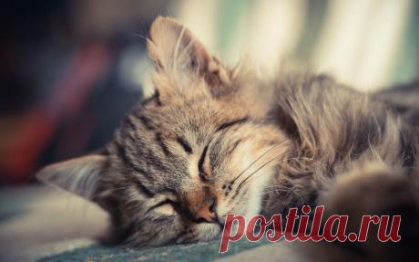 Обои котёнок, спит, маленький, котэ, пушистый на рабочий стол | 147762