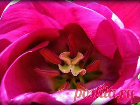 ♥Les Couleurs de l'Amour - Michel Pépé (relaxing, soothing music)♥ .
