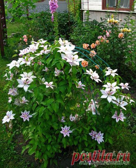 Фото Andromeda. Альбом клематисы - 50 фото. Фотографии Юлия Тадеуш.