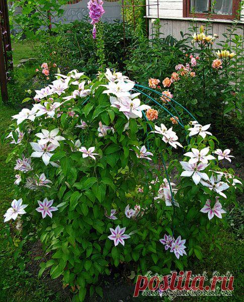 Фото Andromeda. Альбом клематисы - 50 фото. Фотографии Юлия Тадеуш.