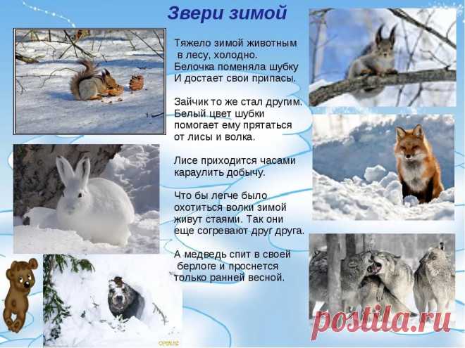 как зимуют дикие животные для детей: 6 тыс изображений найдено в Яндекс.Картинках