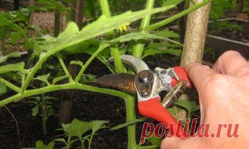 Пасынкование томатов в теплице необходимо