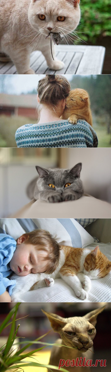 Факты, подтверждающие, что без кота жизнь не та,да-да,не та!