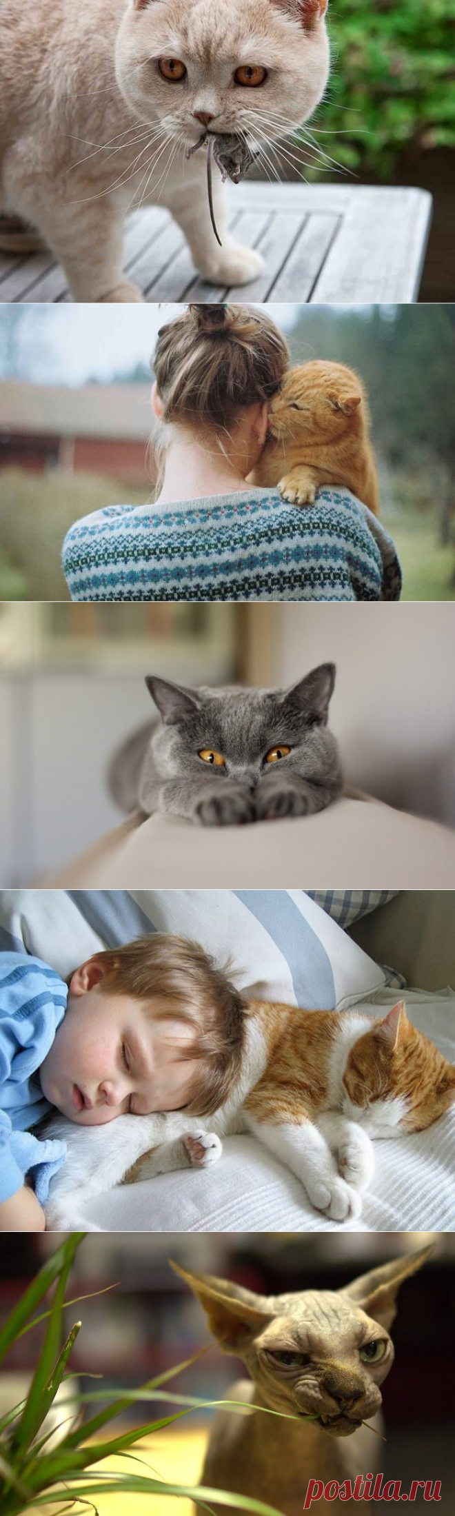 Факты, подтверждающие, что без кота жизнь не та,да-да,не та!