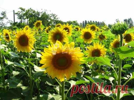 Как вырастить подсолнух на даче, посадка и уход Технология возделывания подсолнечника: полив, прополка, подкормка. Выращивание подсолнечника : подготовка места, обработка семян, посадка и уход, фото