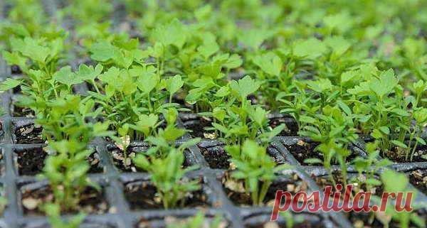 Выращивание из семян листового сельдерея — правила и рекомендации