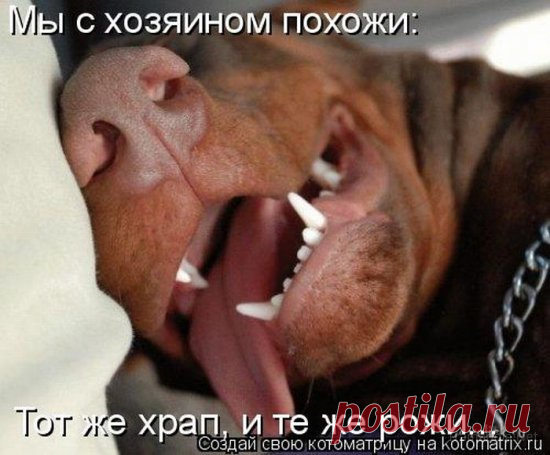 Всегда занят (котоматрица)