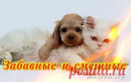 Кто-то решил утопить собачонку, однако эта «Му-му» отказалась умирать