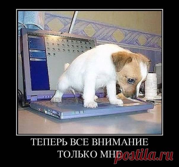 Смешные свежие демотиваторы 2018 (33 смешные картинки)