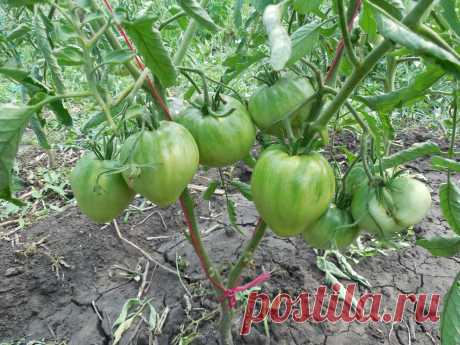 Чудо земли (сердцевидные)