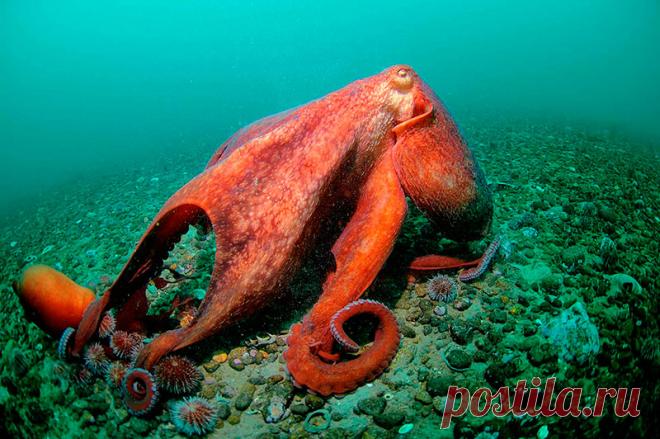 Как размножаются осьминоги на дне морском? Познавательные факты