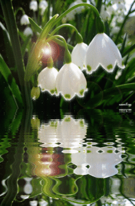 Живые фотографии – Google+