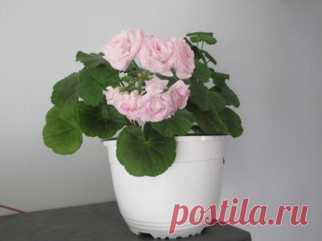 'Lady Gertrude' - Форум цветоводов Фрау Флора