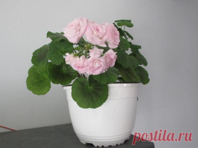 'Lady Gertrude' - Форум цветоводов Фрау Флора