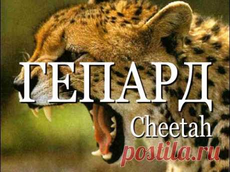 Гепард — Cheetah - YouTube