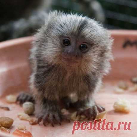 Умилительные зверята - Вдохновение / Surfingbird - мы делаем интернет лучше