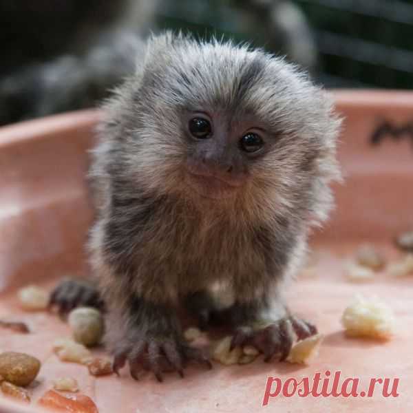 Умилительные зверята - Вдохновение / Surfingbird - мы делаем интернет лучше