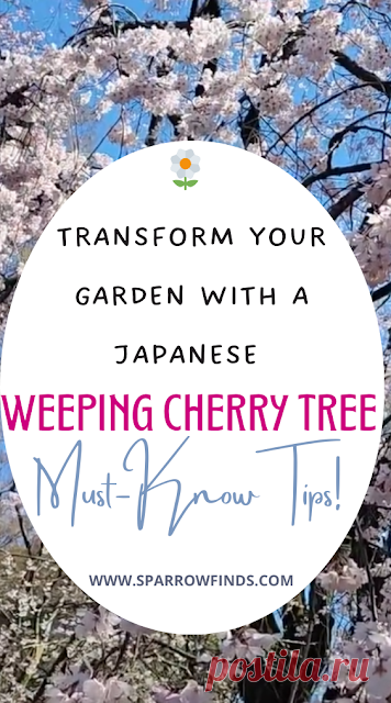 Japanese Weeping Cherry Tree Tips for Flowering Trees – Sparrow finds from Japan