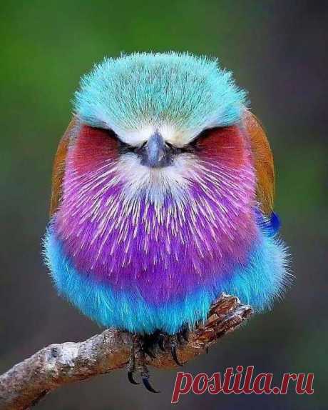 The Lilac Breasted Roller, Coracias Caudata, is a heavy billed, beautifully coloured bird with a green head, lilac throat and breast, a blue belly and even brighter blue wing feathers. Both sexes have the same colouration. The species is found throughout Eastern and Southern Africa. #animallovers #naturelovers #natural #organics