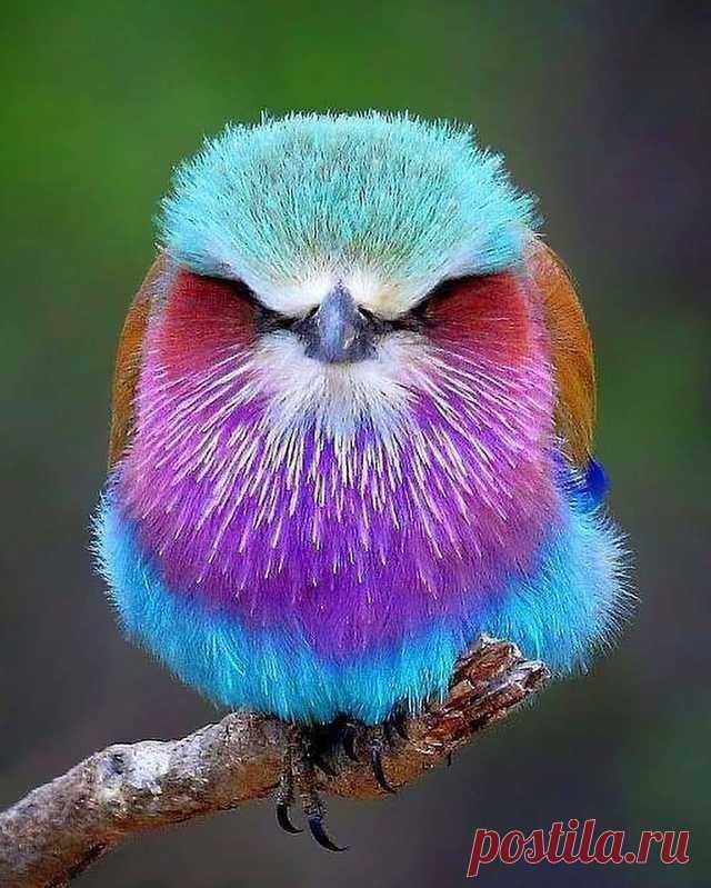 The Lilac Breasted Roller, Coracias Caudata, is a heavy billed, beautifully coloured bird with a green head, lilac throat and breast, a blue belly and even brighter blue wing feathers. Both sexes have the same colouration. The species is found throughout Eastern and Southern Africa. #animallovers #naturelovers #natural #organics