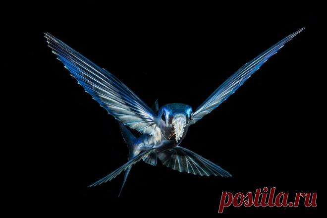 Удивительный водный мир — Мания.инфо