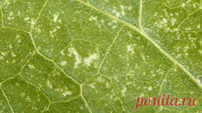 Вредители огурцов. Паутинный клещ