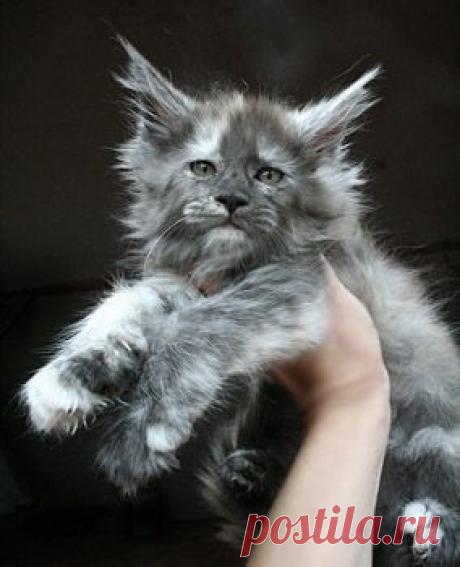 maine coon