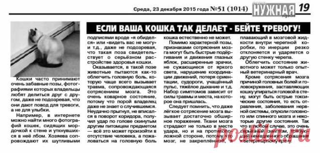 Если ваша кошка так делает - бейте тревогу